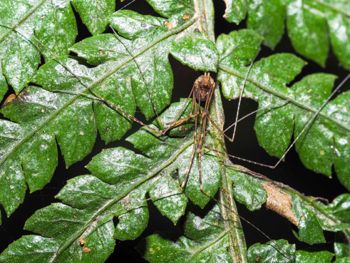 Media type: image; Invertebrate Zoology 152651   Description: live specimen;